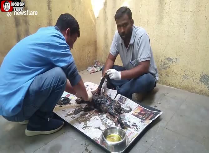 Video :The heartwarming rescue of a tar-covered puppy in India